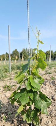 TONDZN06120 Stup pomoćni 1200x6mm  presvučen  Zn+Al